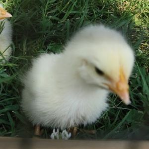 Meet your Posher, Heidi